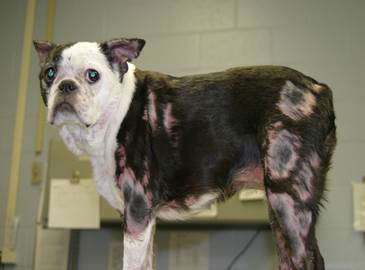 Hauttierarzt und Tierdermatologie Basel_Autoimmunerkrankungen